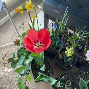 Meet your Posher, Cora